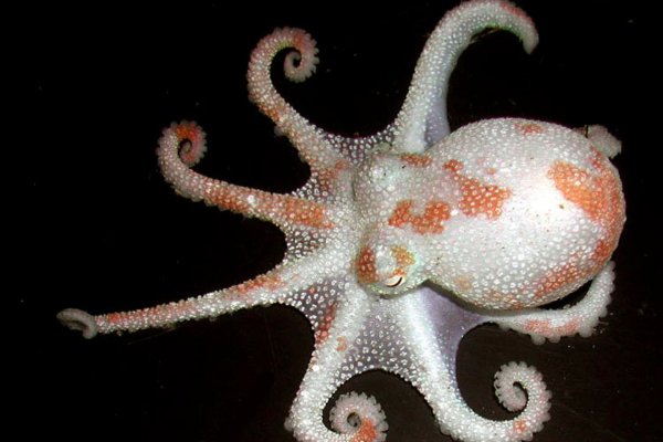 Ссылка на кракен тор kraken014 com